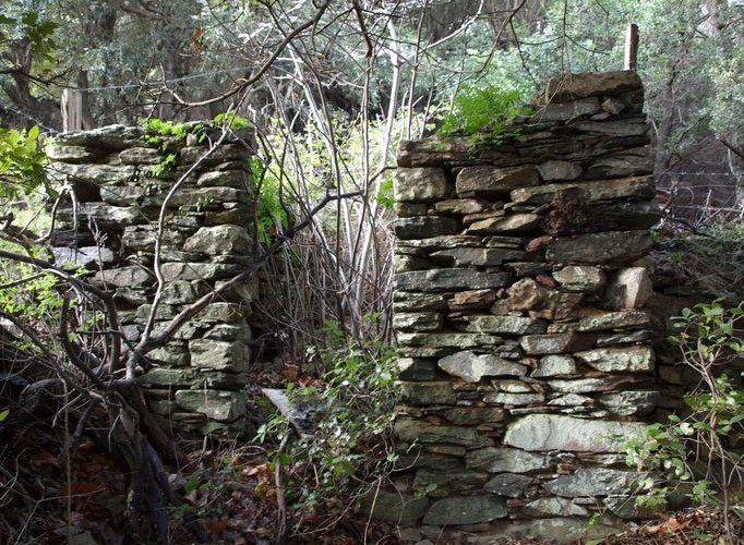 Rovine della cappella di San Bernardinu di Ciprunascu immerse nel bosco del Capo Corso lungo il Cammino di Santa Giulia